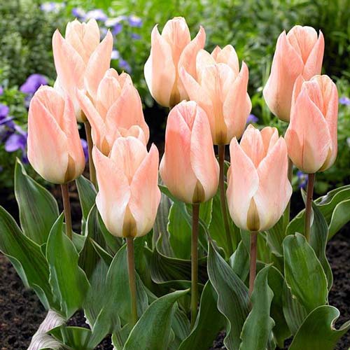 Тюльпан Грейга Литтл Герл 3шт. в упаковке Тюльпан Грейга Литтл Герл 3шт. в упаковке