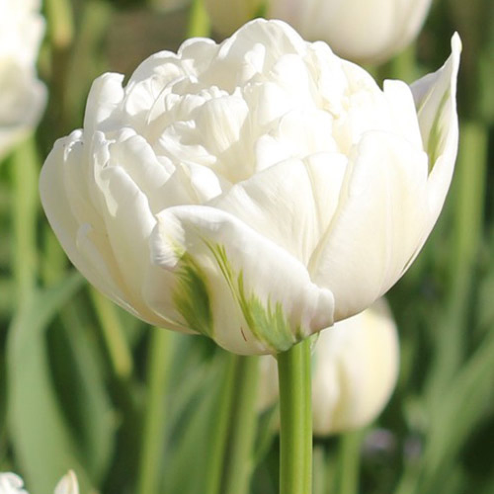 белые тюльпаны сорта фото