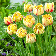 Тюльпан махровый Гламур Юник 3шт. в упаковке