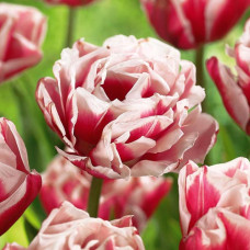 Тюльпан махровый Хоризон 3шт. в упаковке