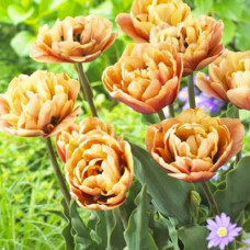 Тюльпан махровый Ла Бель Эпок 3шт. в упаковке