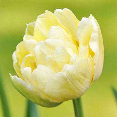 Тюльпан махровый Монте Свит 3шт. в упаковке Тюльпан махровый Монте Свит 3шт. в упаковке