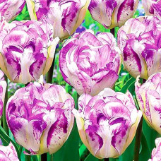 Тюльпан махровый Нормандия 3шт. в упаковке