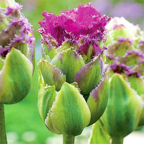 Тюльпан махровый Перпл Тауэр 3шт. в упаковке Тюльпан махровый Перпл Тауэр 3шт. в упаковке