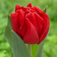 Тюльпан махровый Принц оф Марвел 3шт. в упаковке