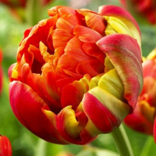 Тюльпан махровый Принцесс Юник 3шт. в упаковке