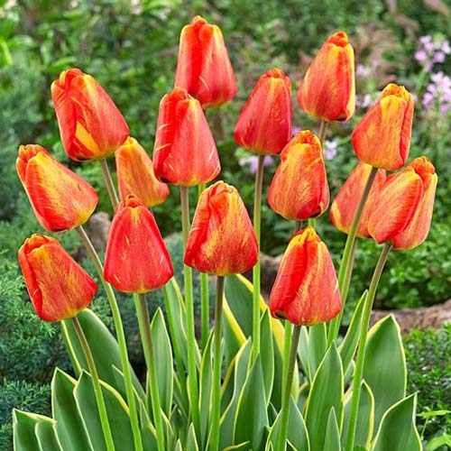 Тюльпан Дарвина Мистик Гарант 3шт. в упаковке Тюльпан Дарвина Мистик Гарант 3шт. в упаковке