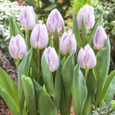 Тюльпан Мистик Принц 3шт. в упаковке