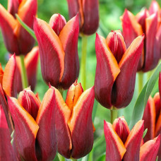 Тюльпан Триумф Мувота 3шт. в упаковке