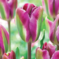 Тюльпан зеленоцветный Найт Райдер 3шт. в упаковке