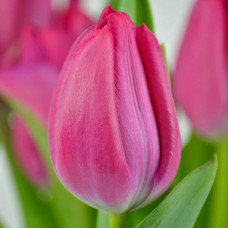 Тюльпан Триумф Пассио Свит 3шт. в упаковке