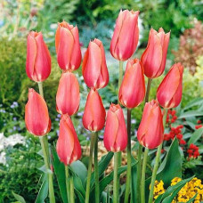 Тюльпан Перестройка 3шт. в упаковке