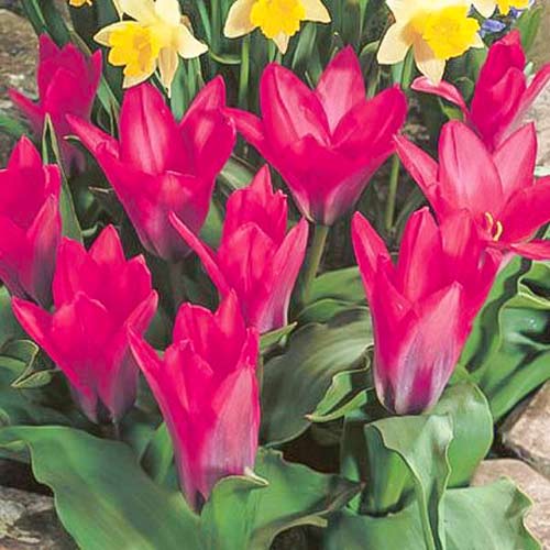 Тюльпан Кауфмана Пинк Дварф 3шт. в упаковке Тюльпан Кауфмана Пинк Дварф 3шт. в упаковке