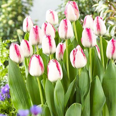 Тюльпан Триумф Плейгерл 3шт. в упаковке