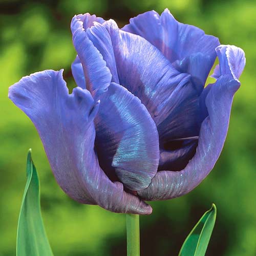 Тюльпан попугайный Блю Пэррот 3шт. в упаковке Тюльпан попугайный Блю Пэррот 3шт. в упаковке