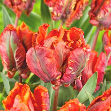 Тюльпан попугайный Блумекс 3шт. в упаковке