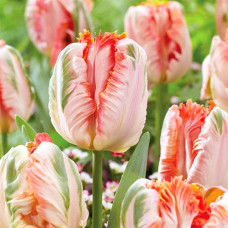 Тюльпан попугайный Эприкот Пэррот 3шт. в упаковке