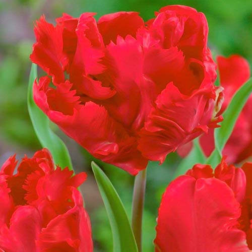 Тюльпан попугайный Эрна Линдгрен 3шт. в упаковке Тюльпан попугайный Эрна Линдгрен 3шт. в упаковке