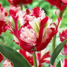Тюльпан попугайный Эстелла Рижнвельд 3шт. в упаковке
