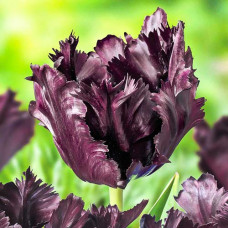 Тюльпан попугайный Фрозен Найт 3шт. в упаковке