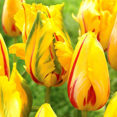 Тюльпан попугайный Ла Куртин Пэррот 3шт. в упаковке
