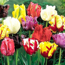 Тюльпан попугайный, микс 3шт. в упаковке