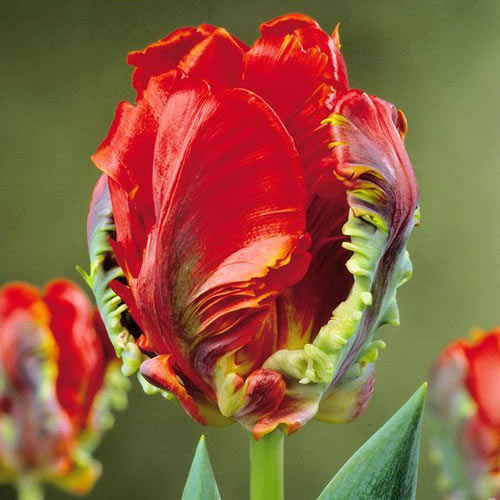 Тюльпан попугайный Рококо 3шт. в упаковке Тюльпан попугайный Рококо 3шт. в упаковке