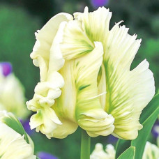 Тюльпан попугайный Супер Пэррот 3шт. в упаковке