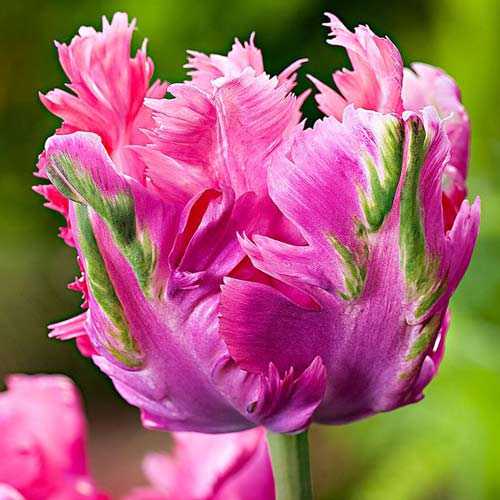 Тюльпан попугайный Веберс Пэррот Пинк 3шт. в упаковке Тюльпан попугайный Веберс Пэррот Пинк 3шт. в упаковке