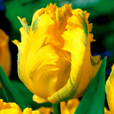 Тюльпан попугайный Йоко Пэррот 3шт. в упаковке