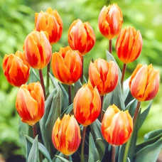 Тюльпан Принцесса Ирен 3шт. в упаковке