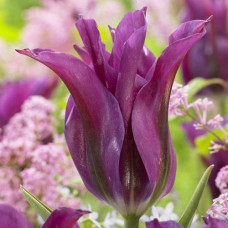 Тюльпан лилиецветный Пурпл Долл 3шт. в упаковке