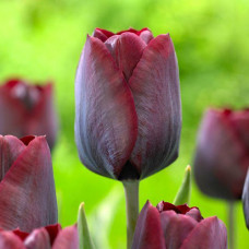 Тюльпан Триумф Роналдо 3шт. в упаковке