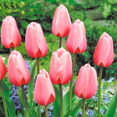Тюльпан Дарвина Салмон Импрешн 3шт. в упаковке