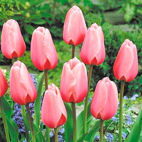 Тюльпан Дарвина Салмон Импрешн 3шт. в упаковке Тюльпан Дарвина Салмон Импрешн 3шт. в упаковке