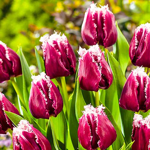 Тюльпан бахромчатый Сан Пабло 3шт. в упаковке Тюльпан бахромчатый Сан Пабло 3шт. в упаковке