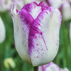 Тюльпан Триумф Ширли 3шт. в упаковке