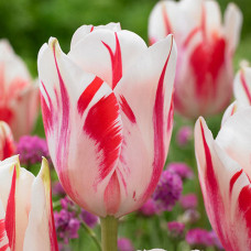 Тюльпан Триумф Сорбет 3шт. в упаковке