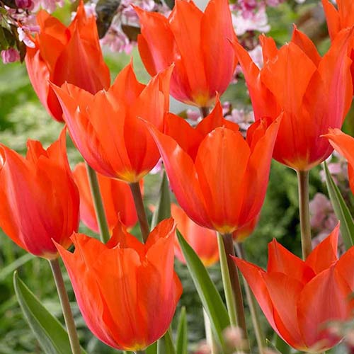 Тюльпан Темпл'с Фэйворит 3шт. в упаковке Тюльпан Темпл'с Фэйворит 3шт. в упаковке