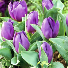 Тюльпан Триумф Бейби Блю 3шт. в упаковке