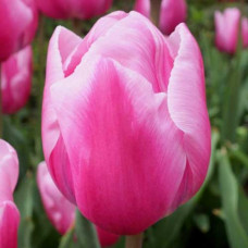 Тюльпан Триумф Болрей Прайс 3шт. в упаковке