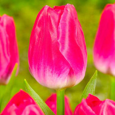Тюльпан Триумф Болроял Альфа 3шт. в упаковке