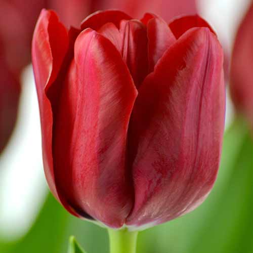 Тюльпан Триумф Иль де Франс 3шт. в упаковке Тюльпан Триумф Иль де Франс 3шт. в упаковке