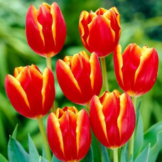 Тюльпан Триумф Лаура Фьюджи 3шт. в упаковке