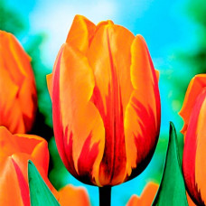 Тюльпан Триумф Принцесс Маргарет 3шт. в упаковке