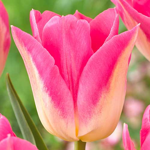 Тюльпан Триумф Роял Тен 3шт. в упаковке Тюльпан Триумф Роял Тен 3шт. в упаковке