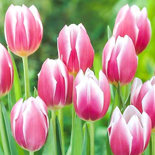 Тюльпан Триумф Синаеда Блю 3шт. в упаковке Тюльпан Триумф Синаеда Блю 3шт. в упаковке