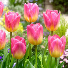 Тюльпан Триумф Том Паус 3шт. в упаковке