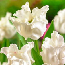 Тюльпан Триумф Вайт Либерстар 3шт. в упаковке