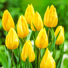 Тюльпан Йокохама 3шт. в упаковке